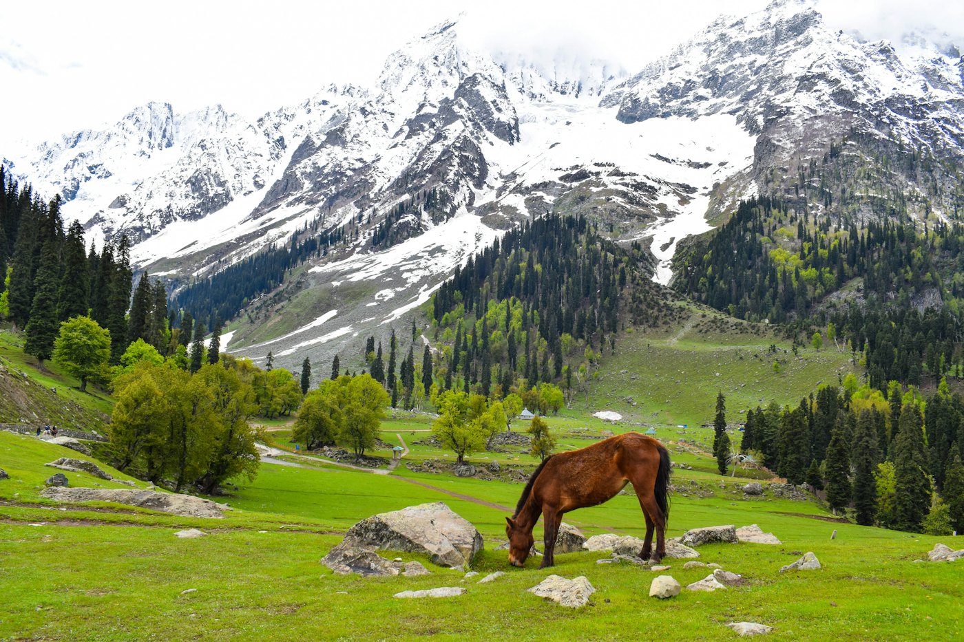 Green meadow below snow-capped peaks in Kashmir